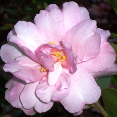 Pink Snow Dwarf